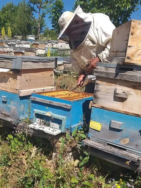 Arıcı kıyafetli Ali Amca, mavi kovanın kapağını açmış çerçevelere bakıyor