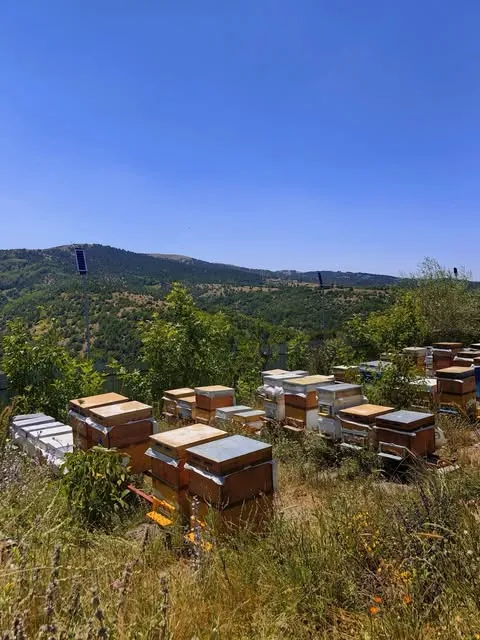 Yeşil tepelere bakan yamaçta sıra sıra arı kovanları